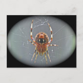 Araneus Orb Weaver Spiderはがき ポストカード (正面)