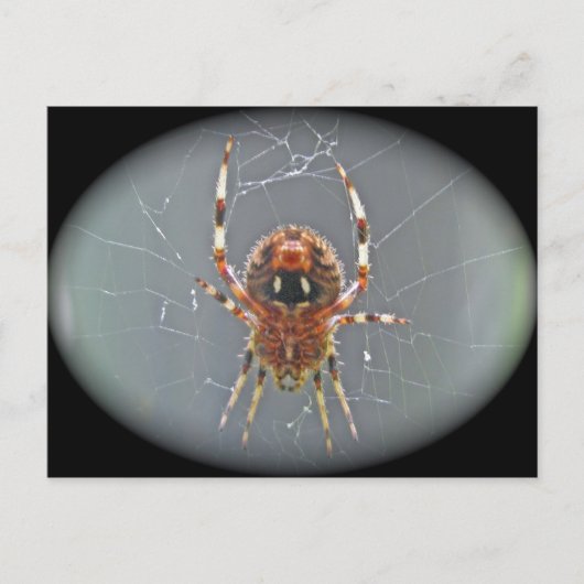 Araneus Orb Weaver Spiderはがき ポストカード (正面)