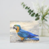 Arara、実質のCariocaのリオデジャネイロの市民 ポストカード (スタンド正面)