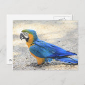 Arara、実質のCariocaのリオデジャネイロの市民 ポストカード (正面/裏面)