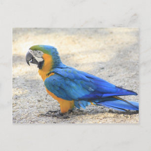 Arara、実質のCariocaのリオデジャネイロの市民 ポストカード