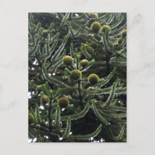 Araucaria araucana雌コーン – 写真Aragon?s ポストカード