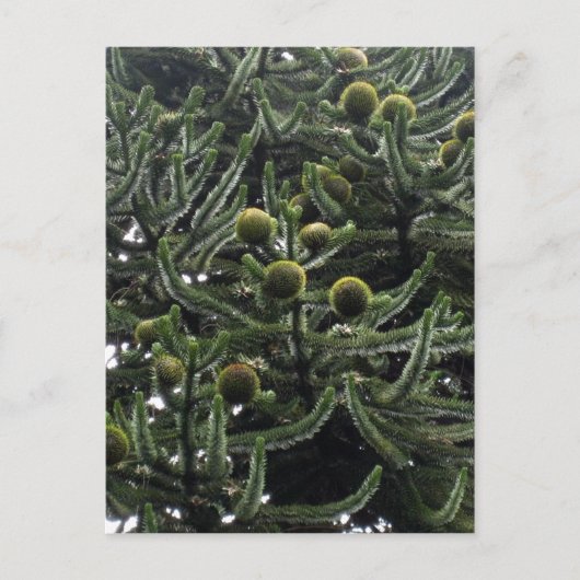 Araucaria araucana雌コーン – 写真Aragon?s ポストカード (正面)