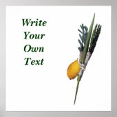 Arba Minim (4 Species) ポスター (正面)