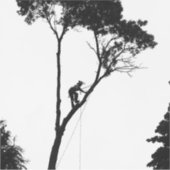 Arborist at Work シール (正面)