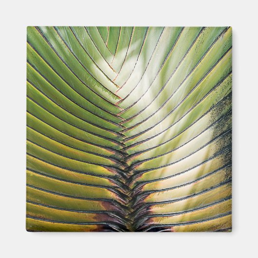 Arbre du voyageur- Guadeloupe マグネット (正面)