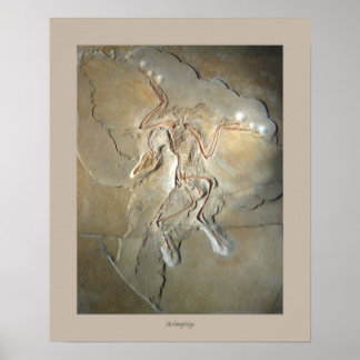 Archaeopteryx ポスター
