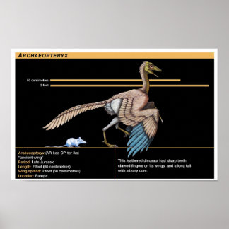 Archaeopteryx - Jurassic Dinosaur Biology ポスター
