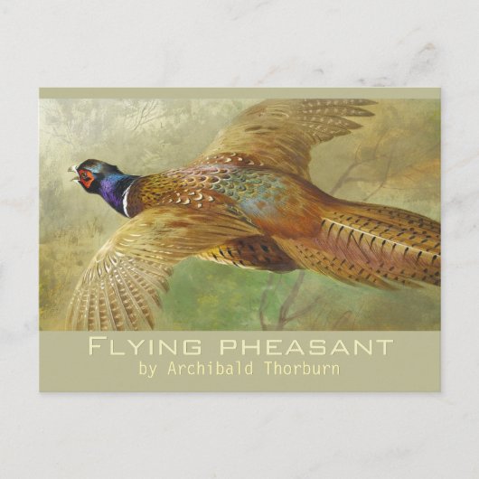 Archibald Thorburn 飛んでいる Pheasant CC0679はがき ポストカード (正面)