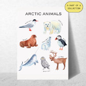 Arctic Animals Educational Poster ポスター