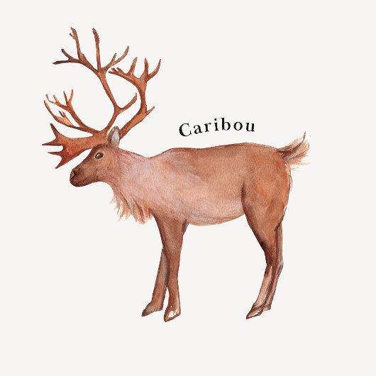 Arctic Animals Educational Poster ポスター