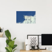 Arctic fox Alopex lagopus)北極狐 ポスター (ホームオフィス)