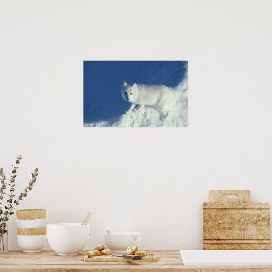 Arctic fox Alopex lagopus)北極狐 ポスター (キッチン)