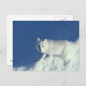 Arctic fox Alopex lagopus)北極狐 ポストカード (正面/裏面)