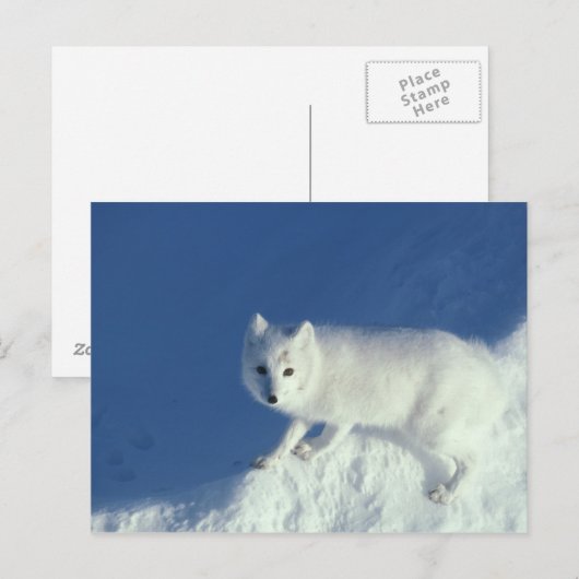 Arctic fox Alopex lagopus)北極狐 ポストカード (正面/裏面)