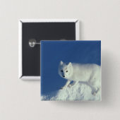 Arctic fox Alopex lagopus)北極狐 缶バッジ (正面&裏面)