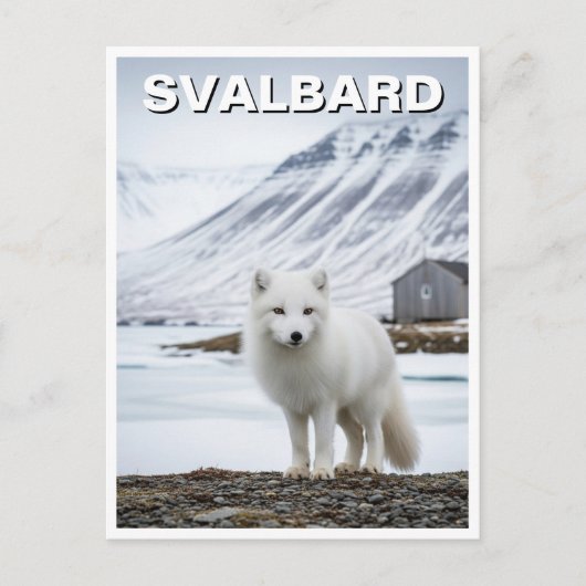 Arctic Fox in Svalbard Norway ポストカード (正面)