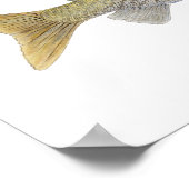 Arctic Grayling with Montana Markings ポスター (角)