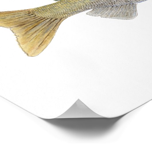 Arctic Grayling with Montana Markings ポスター (角)