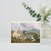 Arctic Hare, c1841,'s, 絵画John James Audubon ポストカード (スタンド正面)