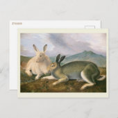 Arctic Hare, c1841,'s, 絵画John James Audubon ポストカード (正面/裏面)