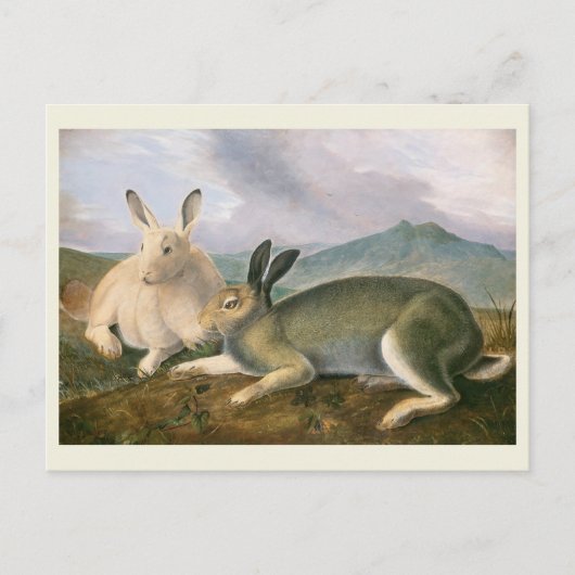 Arctic Hare, c1841,'s, 絵画John James Audubon ポストカード (正面)