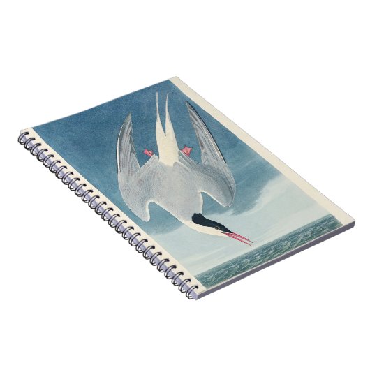 Arctic Tern Audubon Bird Wildlife Artwork ノートブック (右側)