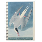 Arctic Tern Audubon Bird Wildlife Artwork ノートブック (正面)