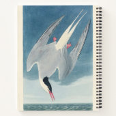 Arctic Tern Audubon Bird Wildlife Artwork ノートブック (裏面)