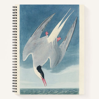 Arctic Tern Audubon Bird Wildlife Artwork ノートブック