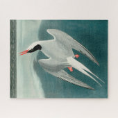 Arctic Tern Audubon Bird Wildlife Painting ジグソーパズル (横)
