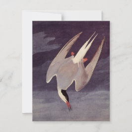 Arctic Tern by John James Audubon, Birdsヴィンテージ