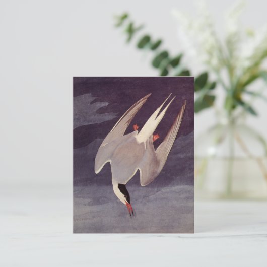 Arctic Tern by John James Audubon, Birdsヴィンテージ (スタンド正面)