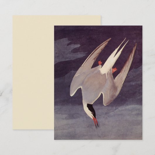 Arctic Tern by John James Audubon, Birdsヴィンテージ (正面/裏面)