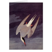 Arctic Tern by John James Audubon, Birdsヴィンテージ