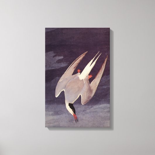 Arctic Tern by John James Audubon, Birdsヴィンテージ キャンバスプリント (正面)