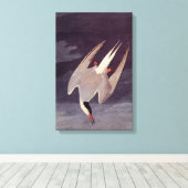 Arctic Tern by John James Audubon, Birdsヴィンテージ キャンバスプリント (インサイチュ (ウッドフロア))