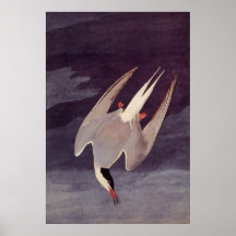Arctic Tern by John James Audubon, Birdsヴィンテージ