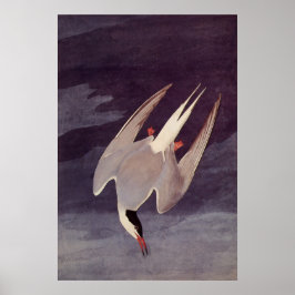 Arctic Tern by John James Audubon, Birdsヴィンテージ ポスター