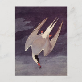 Arctic Tern by John James Audubon, Birdsヴィンテージ ポストカード