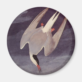 Arctic Tern by John James Audubon, Birdsヴィンテージ マグネット