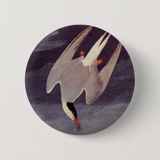 Arctic Tern by John James Audubon, Birdsヴィンテージ 缶バッジ (正面)