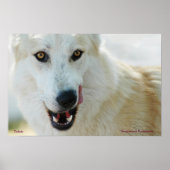 Arctic Wolf Poster ポスター (正面)