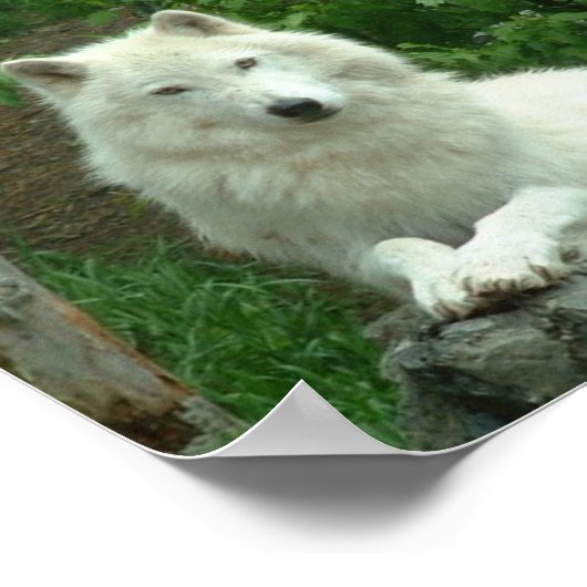 Arctic Wolf Print ポスター (角)