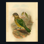 Arfak Cat Bird Green Yellow Vintage Print ポスター<br><div class="desc">1875 vintage illustration of Arfak Cat Bird. With yellow,  green and black feathers sitting on a rock.</div>