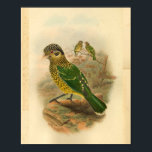 Arfak Cat Bird Green Yellow Vintage Print ポスター<br><div class="desc">1875 vintage illustration of Arfak Cat Bird. With yellow,  green and black feathers sitting on a rock.</div>