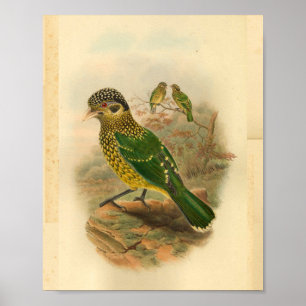 Arfak Cat Bird Green Yellow Vintage Print ポスター