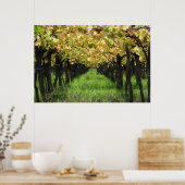 Argentina, Mendoza, Row Of Grape In Vineyard ポスター (キッチン)