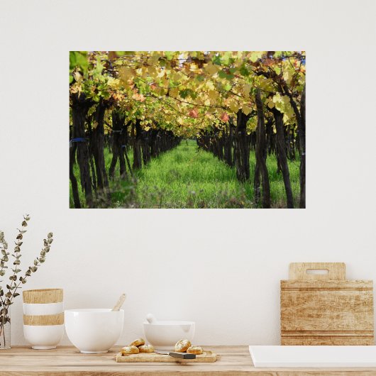 Argentina, Mendoza, Row Of Grape In Vineyard ポスター (キッチン)
