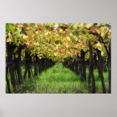 Argentina, Mendoza, Row Of Grape In Vineyard ポスター (正面)